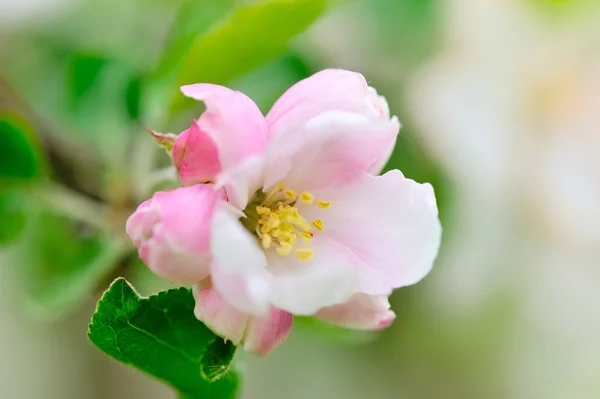 Flores de manzana sobre fondo verde natural — Foto de Stock