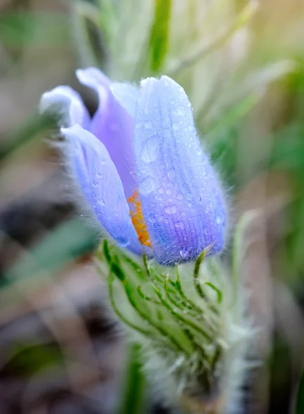 Purple pasque flowers (Pulsatilla patens). Spring flower — Stock Photo, Image