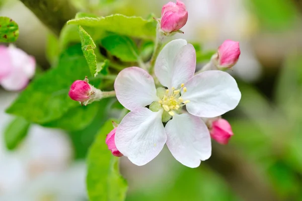 Apple blommor över naturliga grön bakgrund — Stockfoto