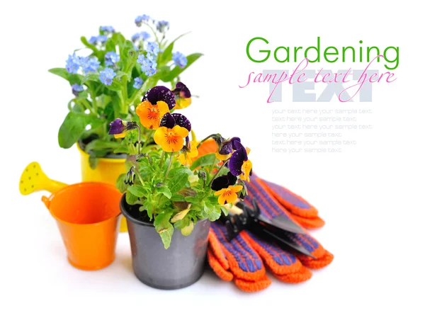 Herramientas de jardinería y flores de primavera sobre un fondo blanco — Foto de Stock