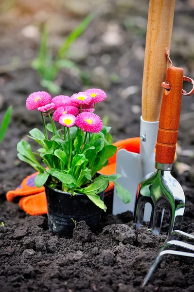 Schöne Margeritenblumen und Gartengeräte — Stockfoto