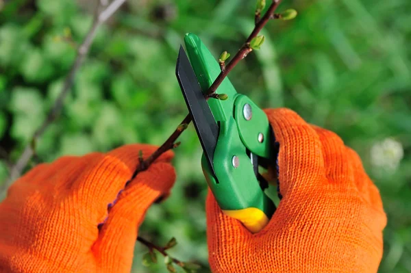 Mains avec des gants de jardinier effectuant des travaux d'entretien, taille de l'arbre — Photo