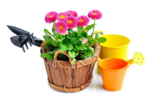 Fiori di marguerite e attrezzi da giardino su sfondo bianco — Foto Stock