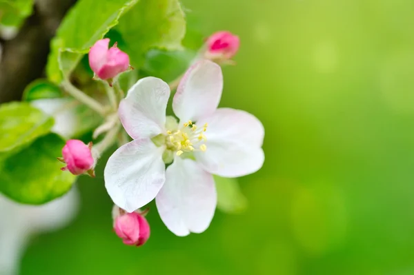 苹果花超过天然绿色背景 — 图库照片