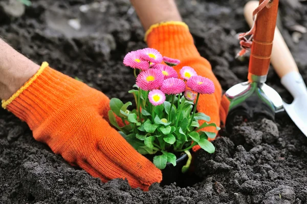 Jardineros manos plantando flores de marguerita en el jardín —  Fotos de Stock