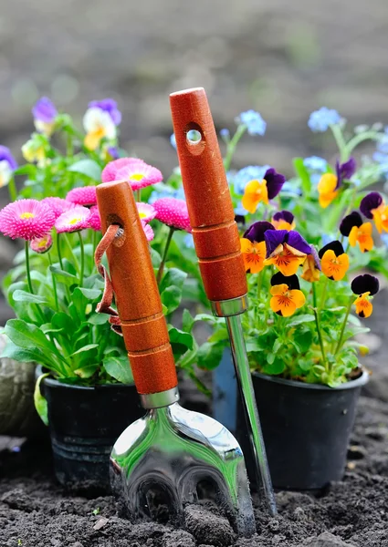 Herramientas de jardinería y flores de primavera en el jardín — Foto de Stock