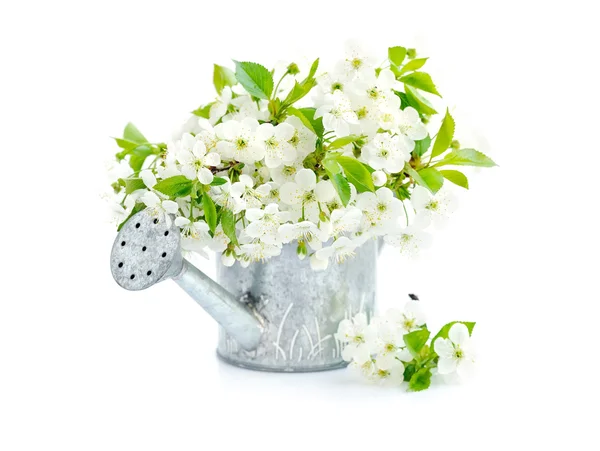 Regadera con flores de cerezo sobre fondo blanco — Foto de Stock