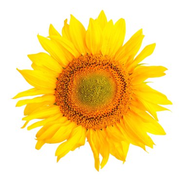 Beyaz bir arka plan üzerinde izole ayçiçeği. Üstten Görünüm