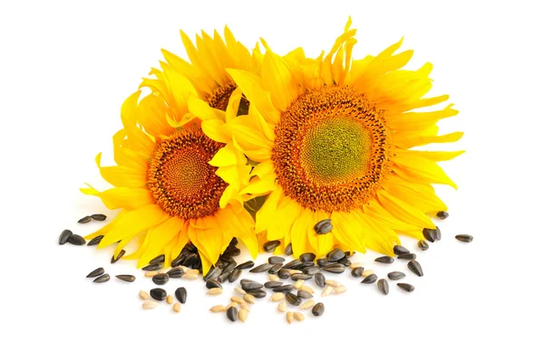 Girasoles amarillos y semillas de girasol sobre un fondo blanco — Foto de Stock