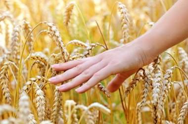 tarafından ve buğday - closeup dokunmadan geçen kadın eli
