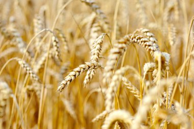 Olgun kulak buğday. yakın çekim