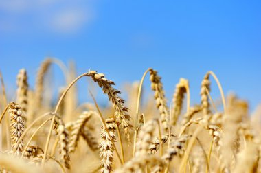 Mavi gökyüzüne karşı buğday tarlası