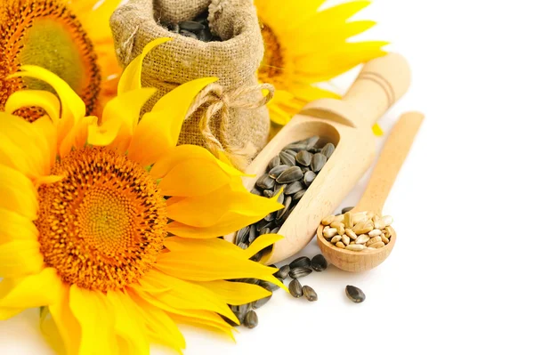 Girasoles amarillos con cuchara de madera y una pequeña bolsa de semillas sobre un fondo blanco —  Fotos de Stock