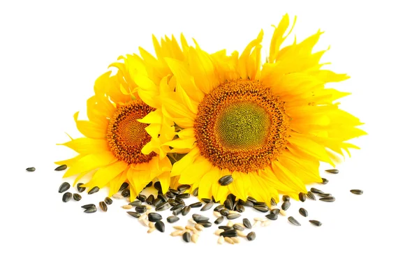 Gelbe Sonnenblumen und Sonnenblumenkerne auf weißem Hintergrund — Stockfoto