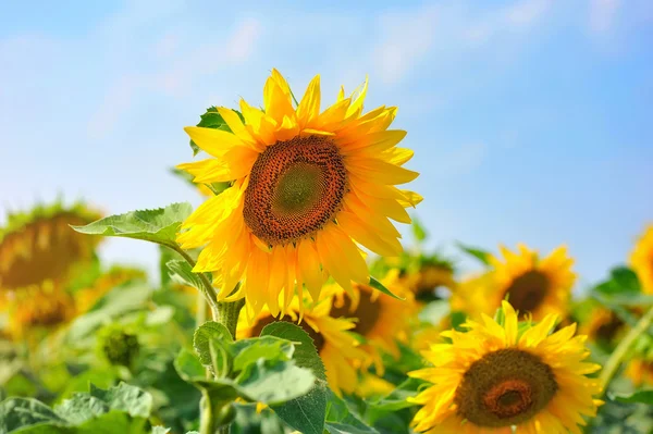 Jasné žluté slunečnice na pozadí modré oblohy za slunečného dne — Stock fotografie
