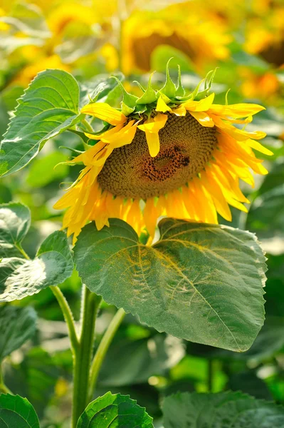 Girasole in fiore vicino. Campo di girasole — Foto Stock