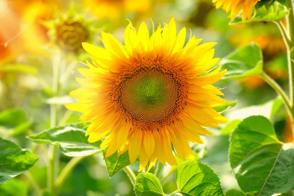 Girassóis amarelos brilhantes e sol. Campo de girassol — Fotografia de Stock