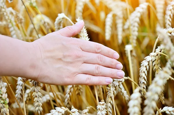 Kvinna hand passerar genom och vidrör vete - närbild — Stockfoto