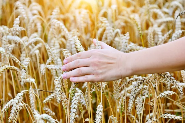 Die Hand einer Frau, die vorbeigeht und Weizen berührt - Nahaufnahme — Stockfoto