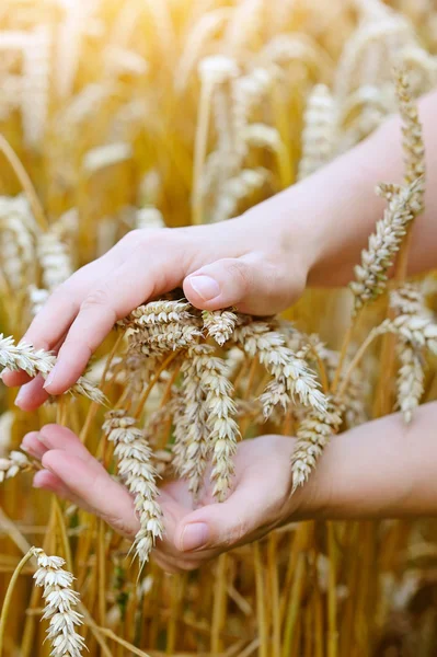 Woman hands with ears of wheat. Close-up — Stock Photo, Image