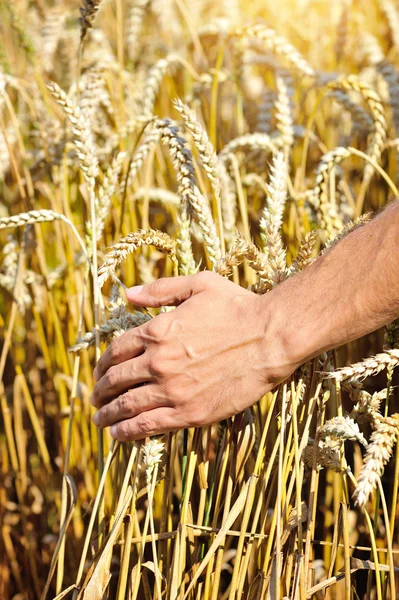Farmář v poli dotýká uši pšenice — Stock fotografie