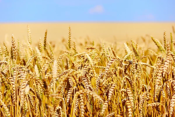 Campo de trigo contra un cielo azul —  Fotos de Stock