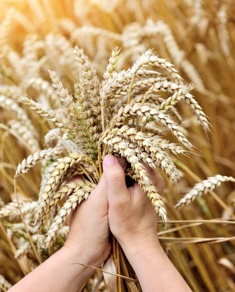 Woman hands with ears of wheat. Close-up — Stock Photo, Image