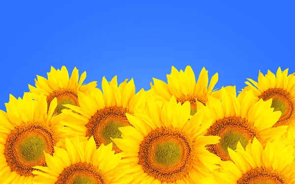 Sunflower background. Sunflower flowers over blue background. — Stock Photo, Image