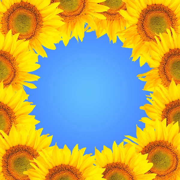 Sonnenblumen Hintergrund. Sonnenblumenblüten vor blauem Hintergrund. Rahmen mit Sonnenblumen. — Stockfoto