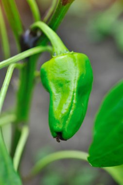Yeşil biber bitki meyve (Capsicum annuum)