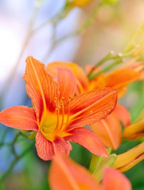 Coğrafyada - güzel daylily bahçe çiçek çiçek