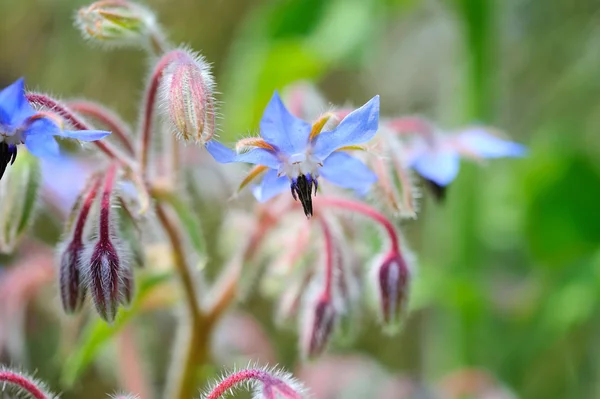 Borage flowers close up (Borago officinalis) — Stock Photo, Image