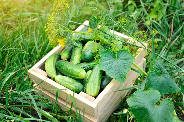 Ahşap kutusunda açık taze salatalık — Stok fotoğraf
