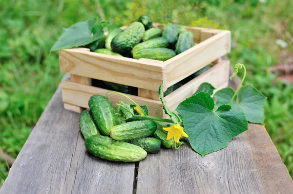 Verse komkommers in houten doos op de houten tafel buiten — Stockfoto