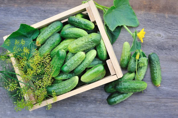 Concombres frais dans une boîte en bois sur la table en bois — Photo