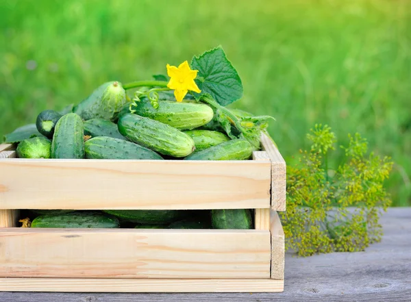 屋外の木箱で胡瓜 — ストック写真