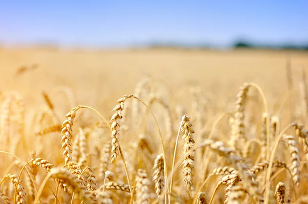 Campo di grano contro un cielo blu — Foto Stock