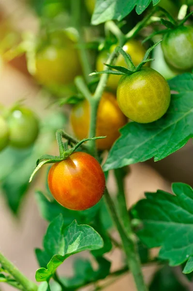 Tomates mûres et vertes poussant sur la vigne — Photo