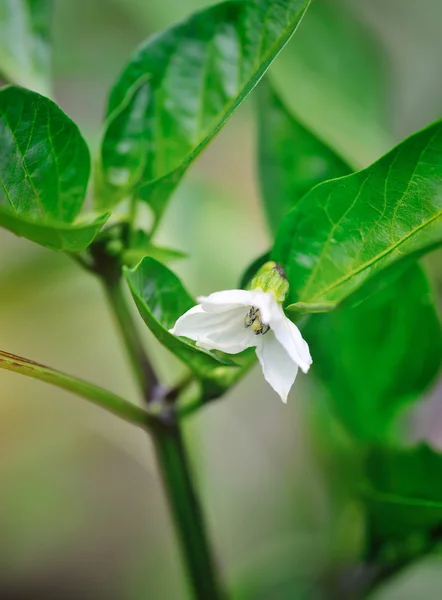 Flor de pimentão entre as folhas verdes no jardim — Fotografia de Stock