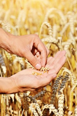 Çiftçinin elinde olgun altın buğday kulakları