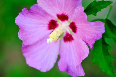 Pembe hibiscus çiçek yakından