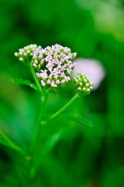Achillea Millefolium, halk arasında kiraz kuşu olarak bilinir. Yaban Çiçeği