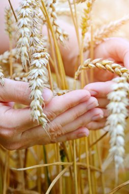 vrouw handen met oren van tarwe. Close-up