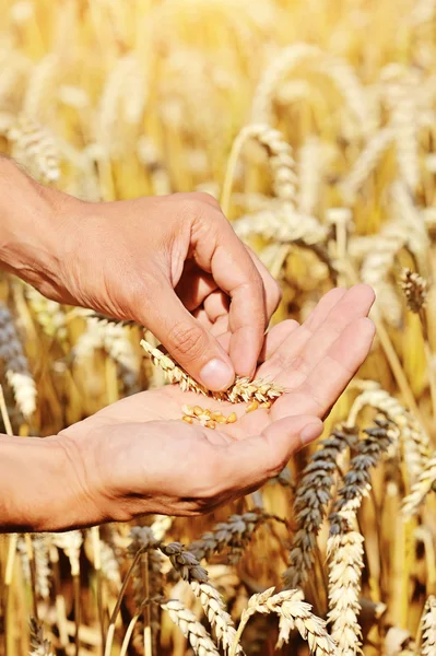 Ripe golden wheat ears in her hand the farmer — Stock Photo, Image