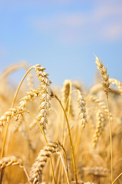 Пшеничное поле на фоне голубого неба
