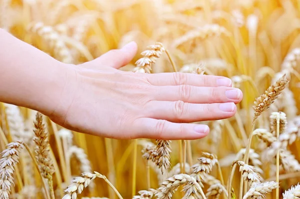 Kvinna hand passerar genom och vidrör vete - närbild — Stockfoto