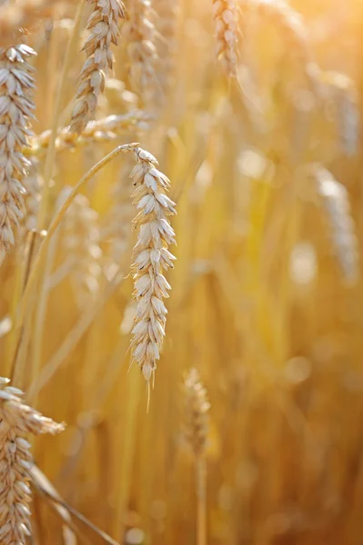 Ripe ears wheat. Close-up — Stock Photo, Image