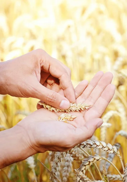 Ripe golden wheat ears in her hand the farmer — Stock Photo, Image