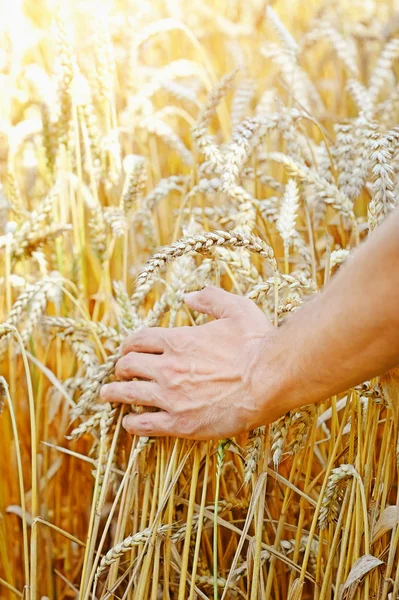 Farmář v poli dotýká uši pšenice — Stock fotografie