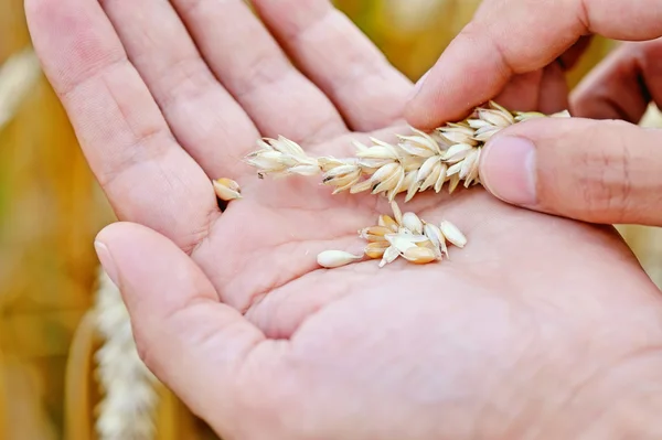 Ripe golden wheat ears in her hand the farmer — Stock Photo, Image